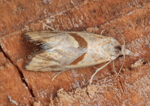 Aiuto id. Tortricidae - Cochylimorpha sp